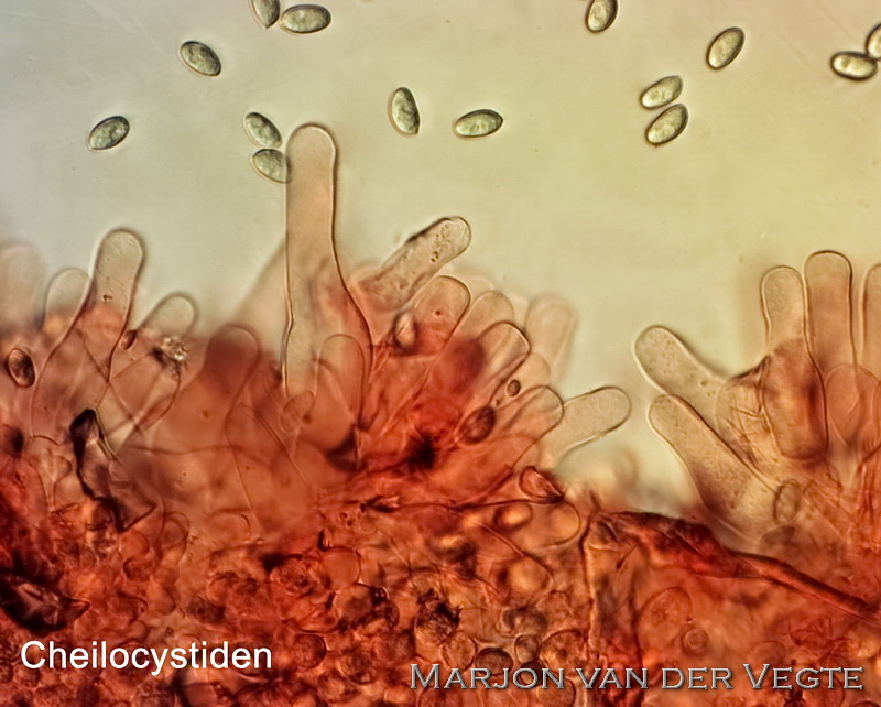 Fijnschubbige franjehoed - Psathyrella melanthina